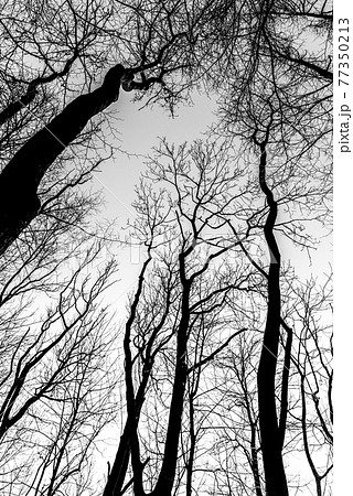 Bottom up view of dry tree branches. 77350213