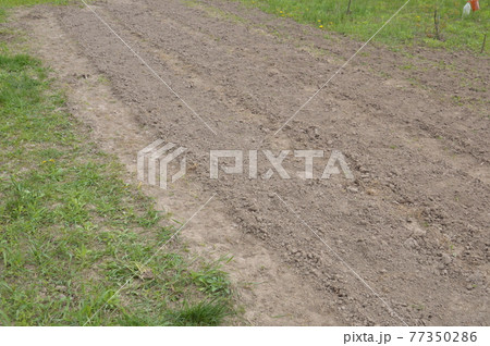 Plowing a garden with a hand cultivator 77350286