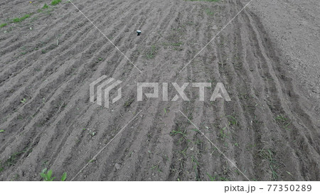 Plowing a garden with a hand cultivator 77350289