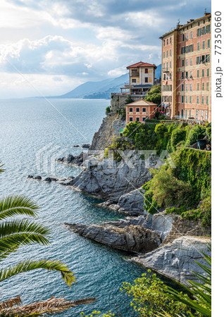 The village of Camogli on the Italian Riviera The village of Camogli on the Italian Riviera 77350660