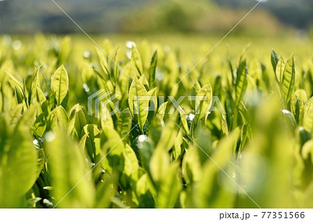 1番茶葉 77351566