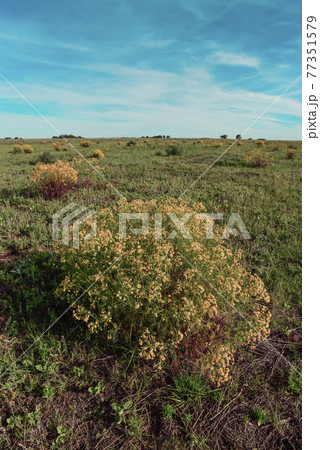 Spring season landscape, La Pampa 77351579