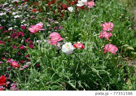 ポピーの花 ポピーの花 77351586