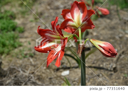 アマリリスの花 アマリリスの花 77351640