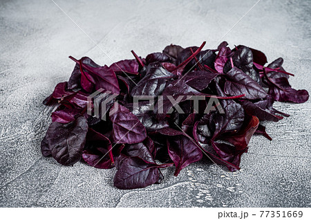 Leaves of Swiss red chard or Mangold salad. White background. Top view Leaves of Swiss red chard or Mangold salad. White background. Top view 77351669