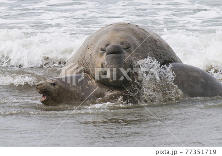 Elephant seal, Patagonia 77351719