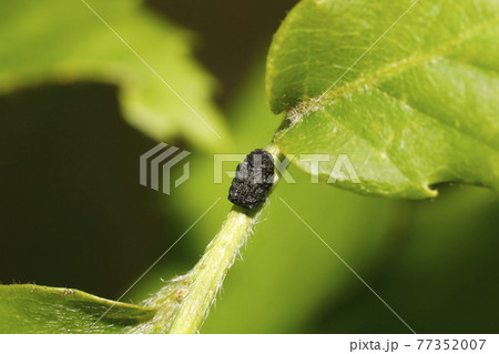 ムシクソハムシ 77352007