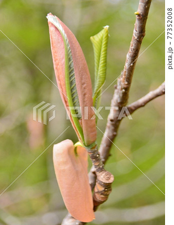朴ノ木の芽吹き 朴ノ木の芽吹き 77352008