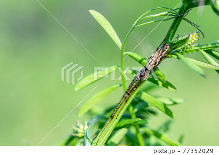 アシナガグモ 77352029