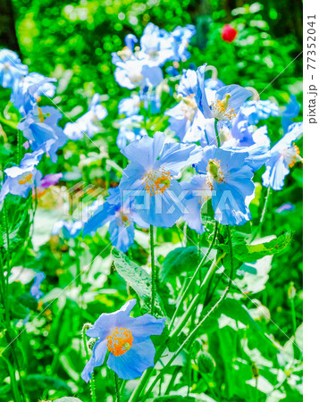 新緑と青いケシ（縦） 77352041