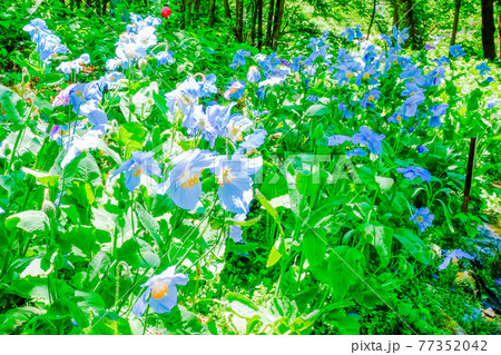 新緑の森と青いケシ 新緑の森と青いケシ 77352042