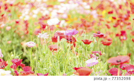 久里浜花の国 77352098