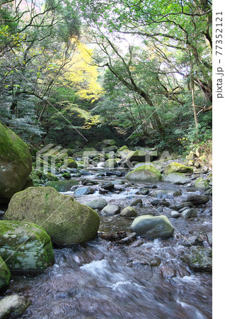 新緑の中涼しさと癒しをくれる清流 77352121