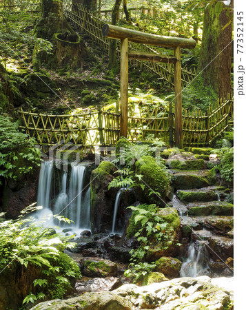 美しい新緑と苔に覆われた若狭瓜割名水公園の清流 77352145