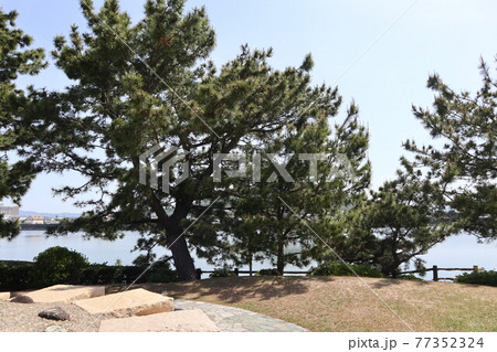 和歌浦の万葉の道を巡る風景 和歌浦の万葉の道を巡る風景 77352324