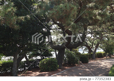 和歌浦の万葉の道を巡る風景 和歌浦の万葉の道を巡る風景 77352383