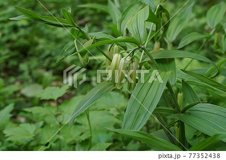 ホウチャクソウ、宝鐸草、Disporum sessile の緑色の花が咲く4月の公園 ホウチャクソウ、宝鐸草、Disporum sessile の緑色の花が咲く4月の公園 77352438