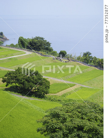 海辺にある田烏の棚田 77352877