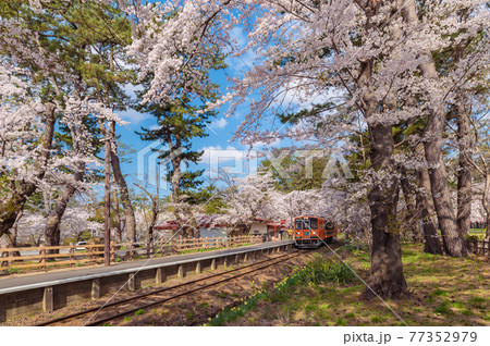 【青森県五所川原市芦野公園駅】本州最北私鉄駅の桜のトンネル 77352979