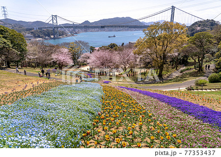 山口県下関市 春のトルコチューリップ園と関門海峡の眺め 山口県下関市 春のトルコチューリップ園と関門海峡の眺め 77353437