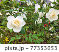 白い薔薇 77353653