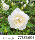 白い薔薇 77353654