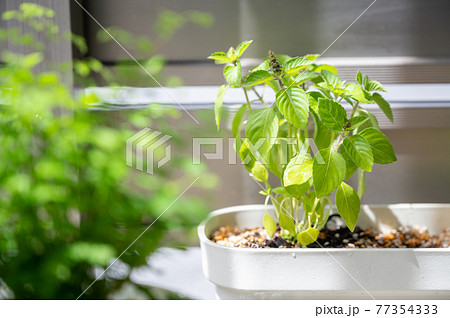 パクチー（コリアンダー）とホーリーバジル｜ベランダ菜園 77354333