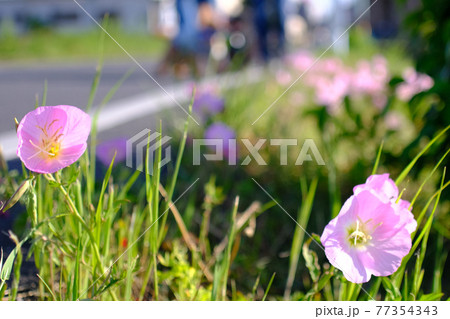 (周辺市町村風景)道路の花と散歩の風景 (周辺市町村風景)道路の花と散歩の風景 77354343