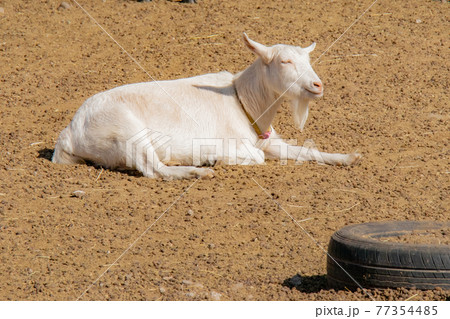 陽にあたるヤギ 陽にあたるヤギ 77354485