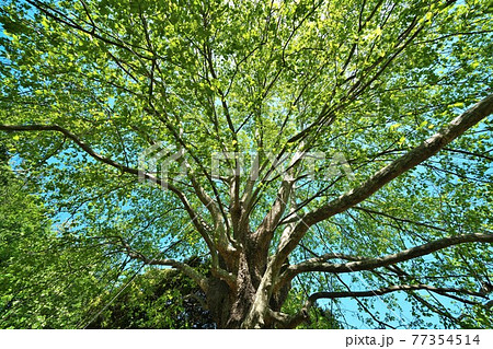 アメリカスズカケノキの新緑　見事な枝振りの巨木です 77354514