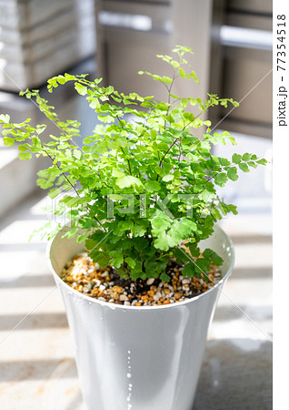 アジアンタムフレグランス｜室内観葉植物｜ベランダ菜園 77354518