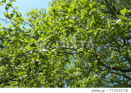 新緑のアメリカスズカケノキ　4月撮影 77354578