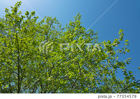 新緑のアメリカスズカケノキ　4月撮影 77354579
