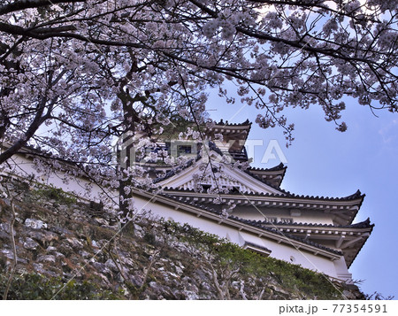 桜の名所　高知城 77354591