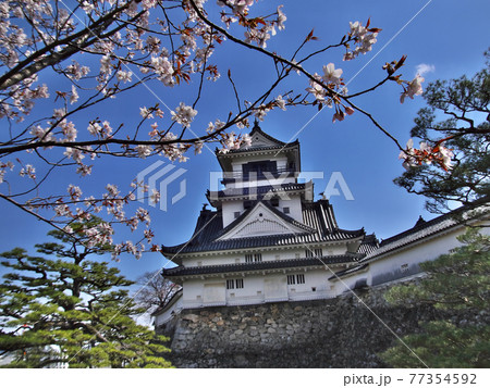 桜の名所　高知城 77354592