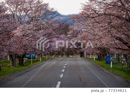 春の浦河町 優駿さくらロードの桜 春の浦河町 優駿さくらロードの桜 77354621