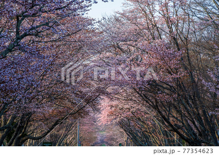 春の浦河町 優駿さくらロードの桜 77354623