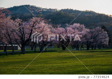 春の浦河町 優駿さくらロードの桜 春の浦河町 優駿さくらロードの桜 77354624