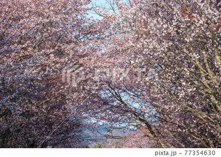 春の浦河町 優駿さくらロードの桜 春の浦河町 優駿さくらロードの桜 77354630