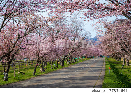 春の浦河町 優駿さくらロードの桜 77354641