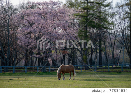 春の浦河町 優駿さくらロードの桜 77354654