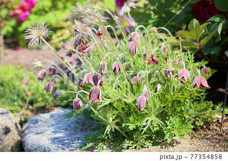オキナグサの花 オキナグサの花 77354858