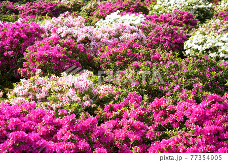 西山公園　つつじ　日本の歴史公園100選 77354905