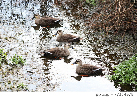 浅瀬で休むカルガモ 浅瀬で休むカルガモ 77354979