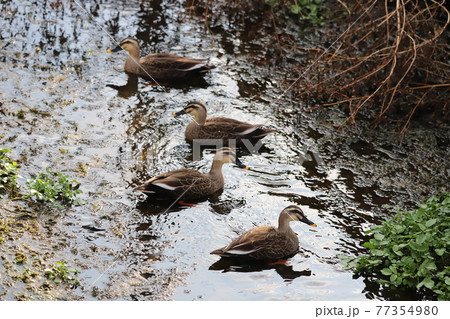 浅瀬で休むカルガモ 77354980