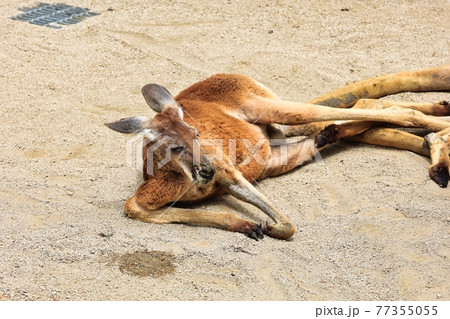 愛知県名古屋市東山動物園 砂地で優雅に寝ているカンガルー 愛知県名古屋市東山動物園 砂地で優雅に寝ているカンガルー 77355055