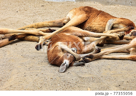 愛知県名古屋市東山動物園　砂地で優雅に寝ているカンガルー 77355056