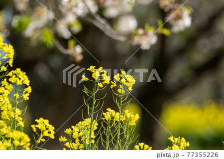 菜の花 菜の花 77355226