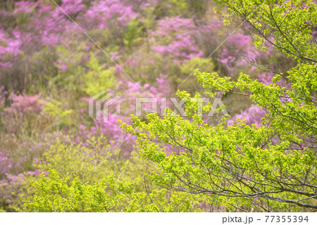 ≪京都府　るり渓高原の新緑≫　京都府南丹市 77355394