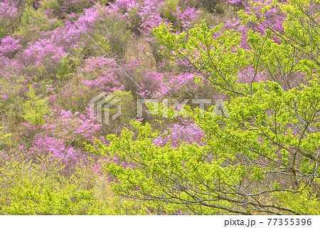 ≪京都府　るり渓高原の新緑≫　京都府南丹市 77355396